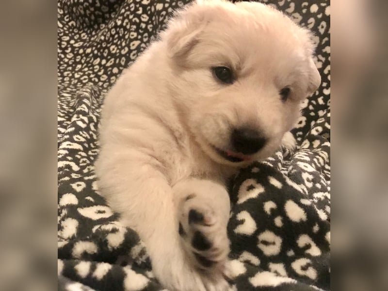 Wurrankündigung Weisse Schweizer Schäferhunde