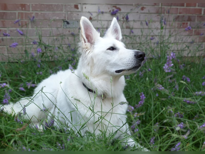 Wurrankündigung Weisse Schweizer Schäferhunde