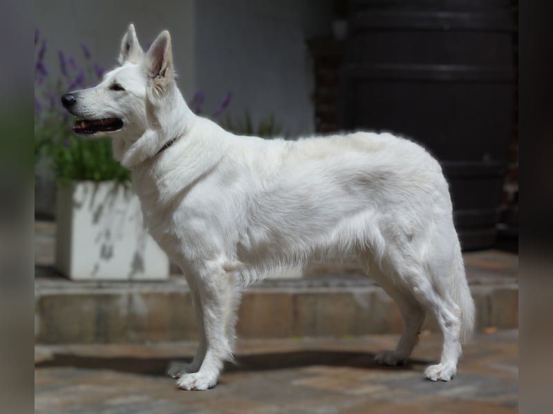 Wurrankündigung Weisse Schweizer Schäferhunde