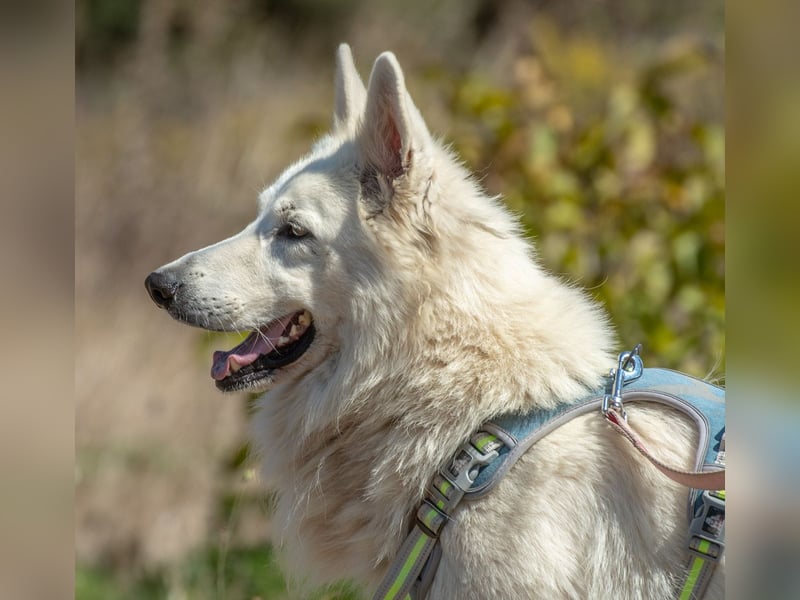 Lois – ein treuer Begleiter