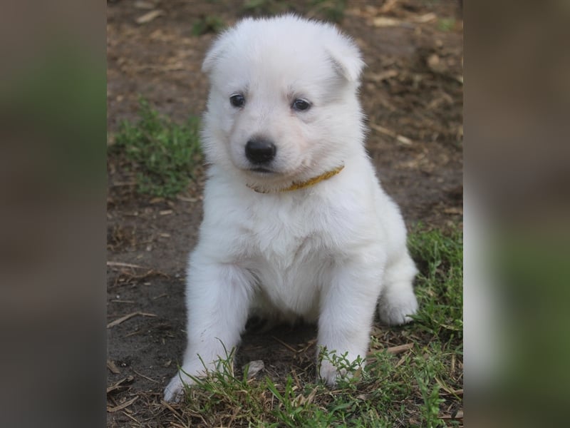 Weisse Schweizer Schäferhund Welpen mit Papiere