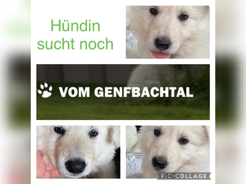 Weißer Schäferhund, Welpe, Hündin