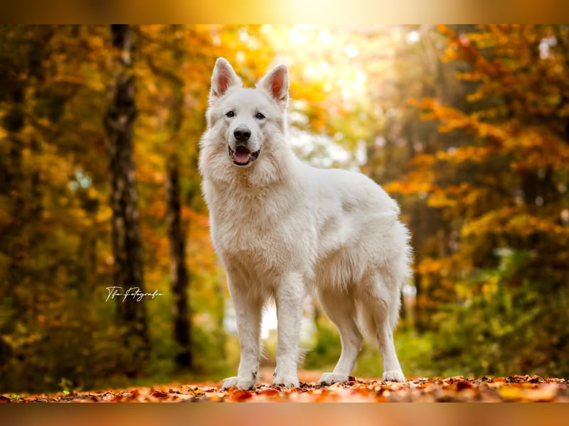 F-Wurf von Weißer Schweizer Schäferhunde von der Mecklenburger Seenplatte