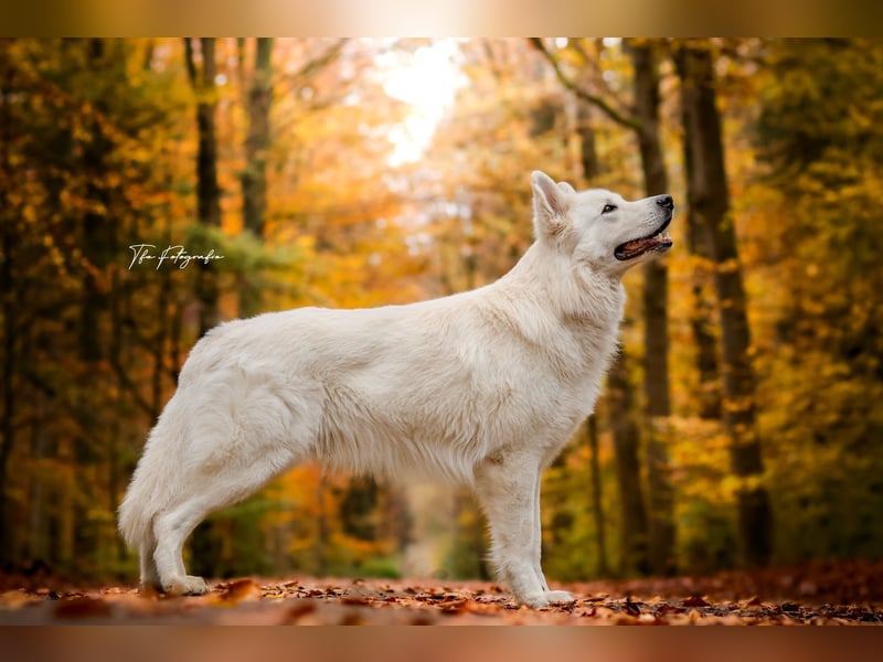 F-Wurf von Weißer Schweizer Schäferhunde von der Mecklenburger Seenplatte
