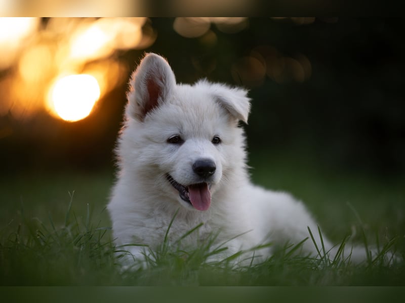 F-Wurf von Weißer Schweizer Schäferhunde von der Mecklenburger Seenplatte