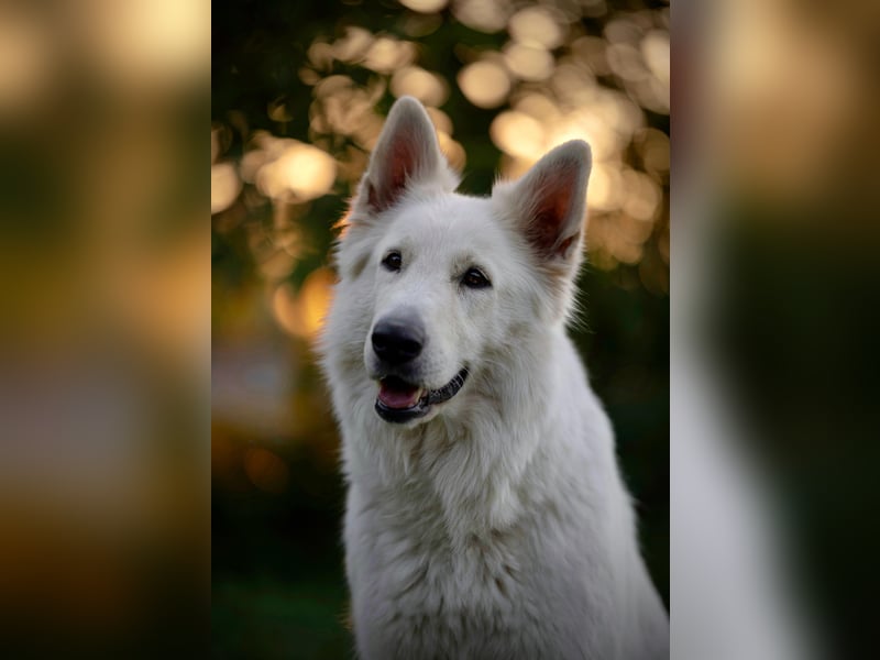 F-Wurf von Weißer Schweizer Schäferhunde von der Mecklenburger Seenplatte