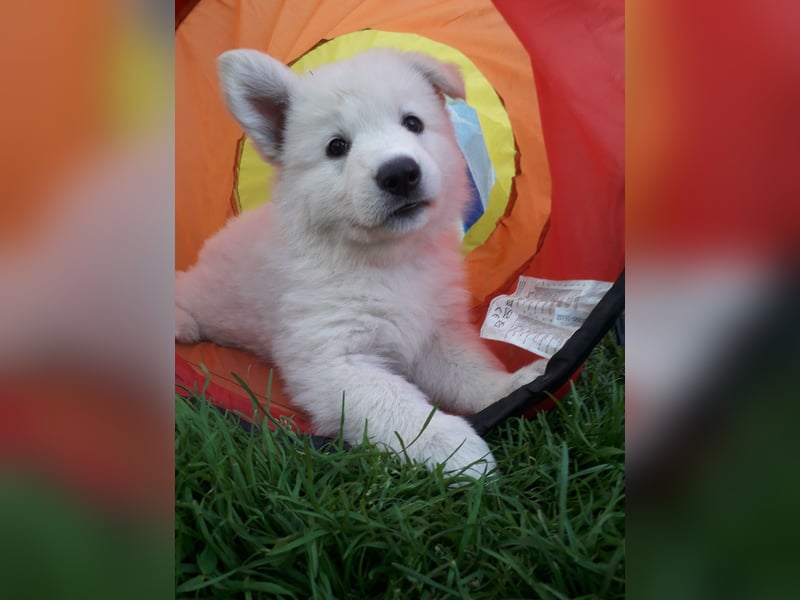 F-Wurf von Weißer Schweizer Schäferhunde von der Mecklenburger Seenplatte