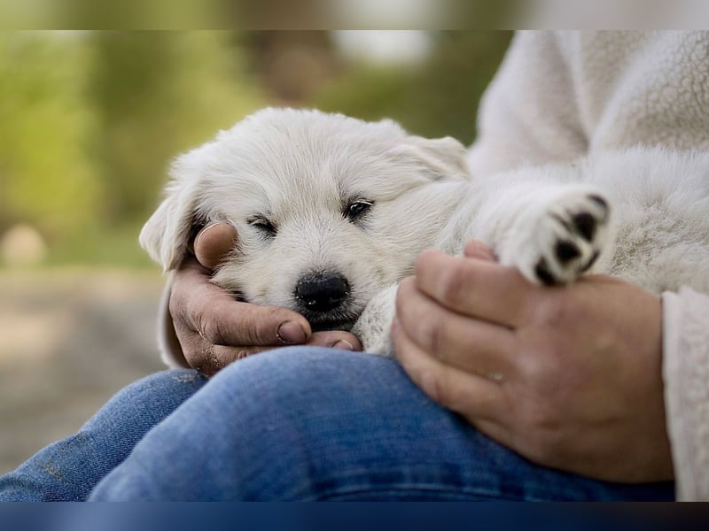 F-Wurf von Weißer Schweizer Schäferhunde von der Mecklenburger Seenplatte