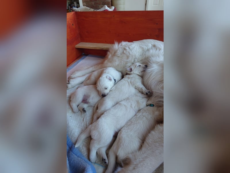Welpen Weiße Schweizer Schäferhunde