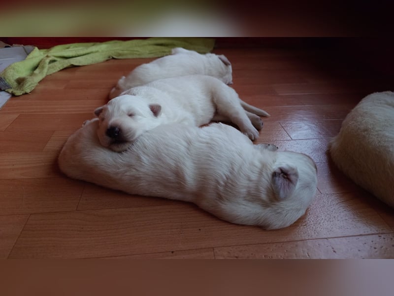 Welpen Weiße Schweizer Schäferhunde
