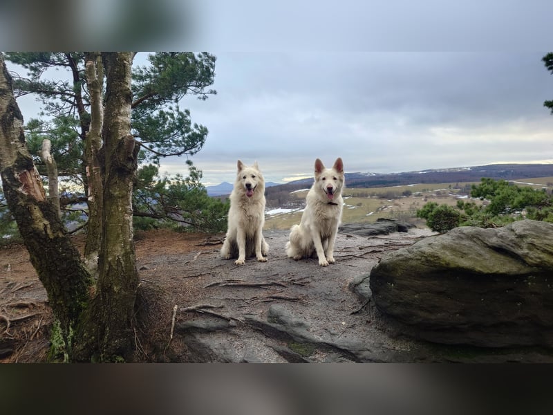 Welpen Weiße Schweizer Schäferhunde