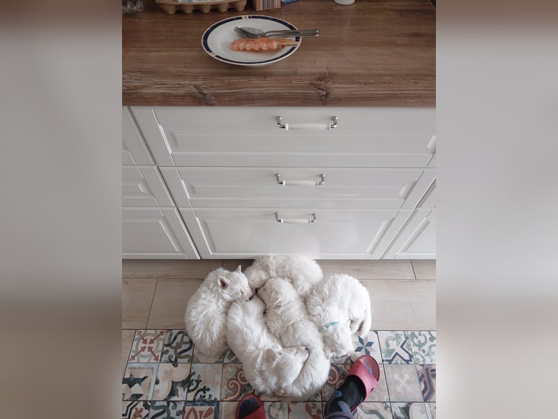 Welpen Weiße Schweizer Schäferhunde