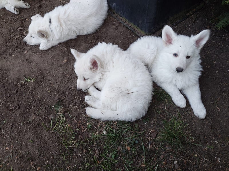 Welpen Weiße Schweizer Schäferhunde