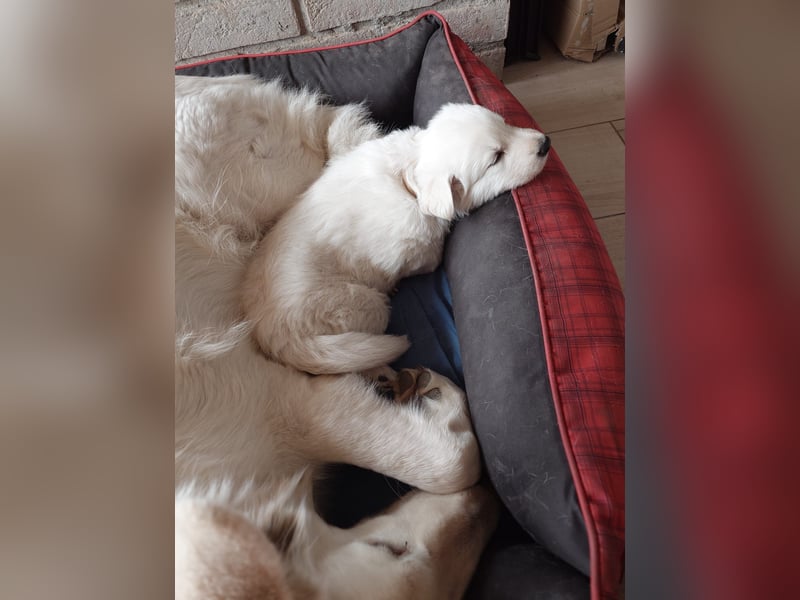 Welpen Weiße Schweizer Schäferhunde
