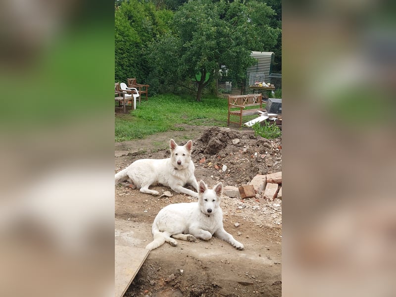 Welpen Weiße Schweizer Schäferhunde
