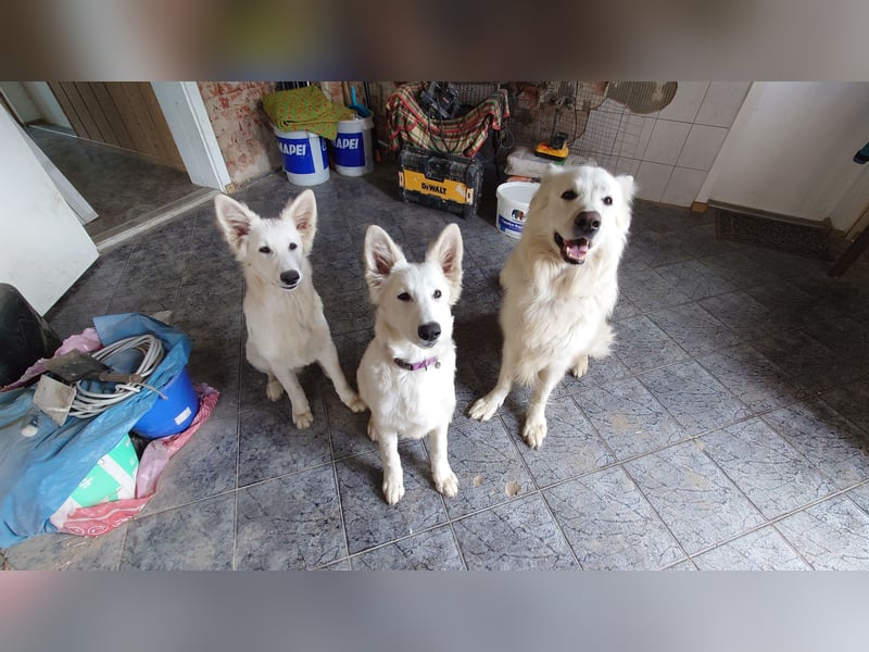 Welpen Weiße Schweizer Schäferhunde