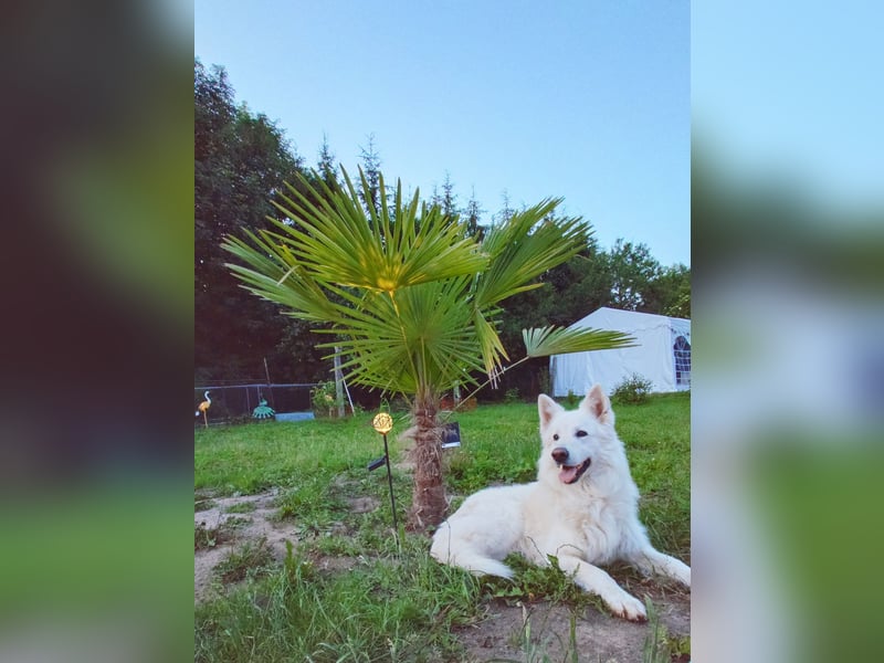 Welpen Weiße Schweizer Schäferhunde