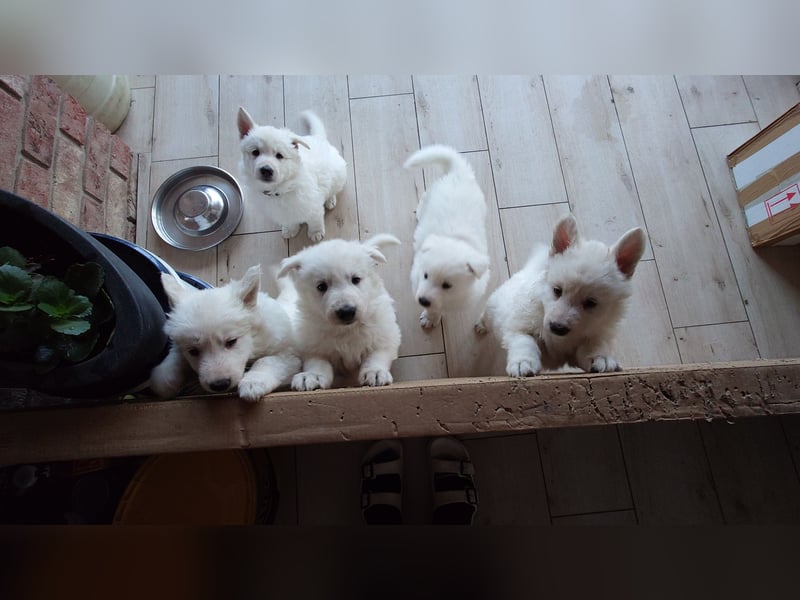 Welpen Weiße Schweizer Schäferhunde