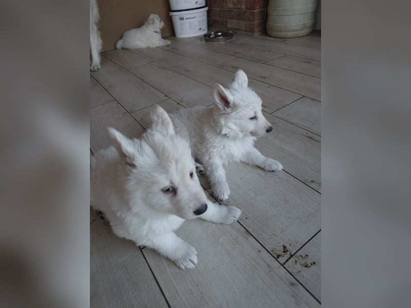 Welpen Weiße Schweizer Schäferhunde