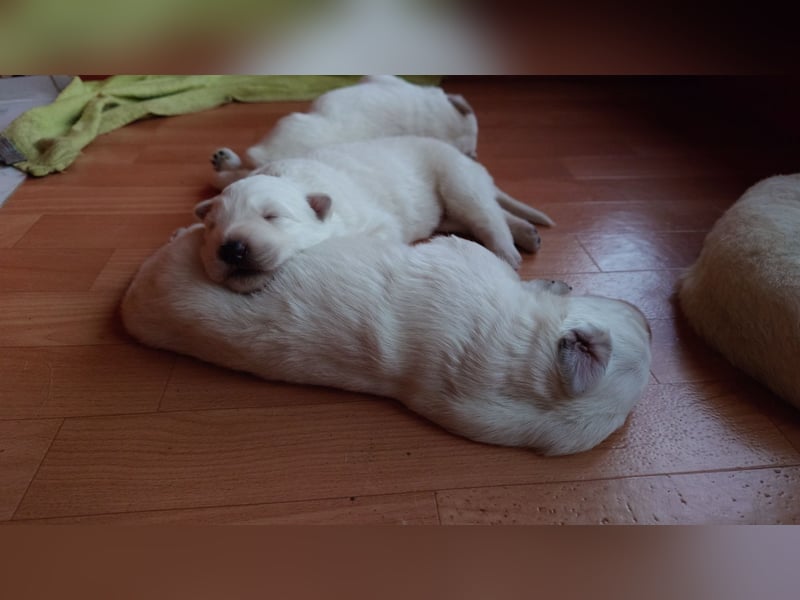 Welpen Weiße Schweizer Schäferhunde