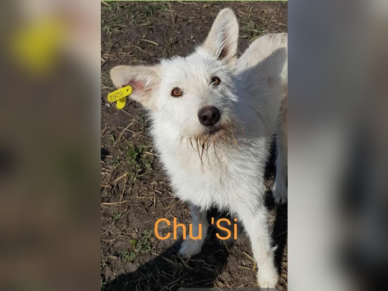 CHU'SI gerettet aus Tötung Slatina, Ostern '22