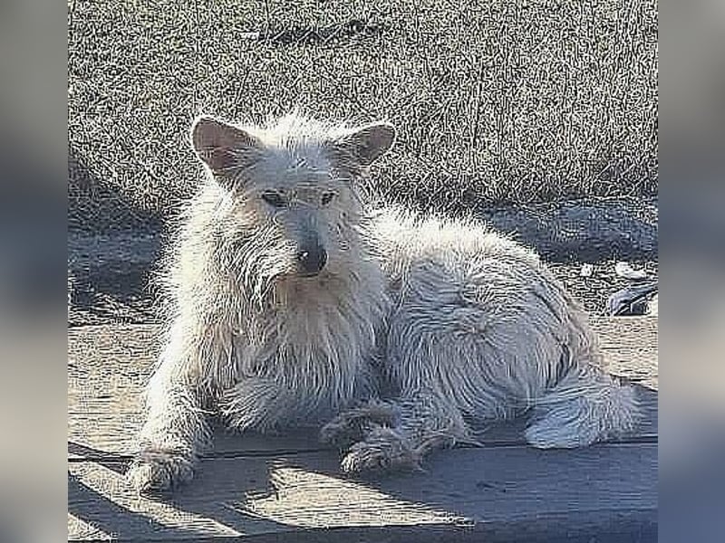 CHU'SI gerettet aus Tötung Slatina, Ostern '22