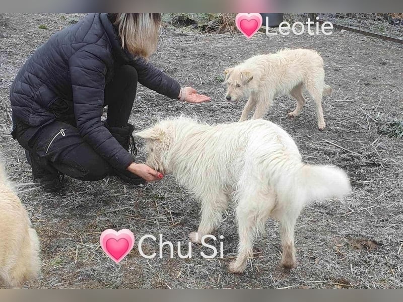 CHU'SI gerettet aus Tötung Slatina, Ostern '22