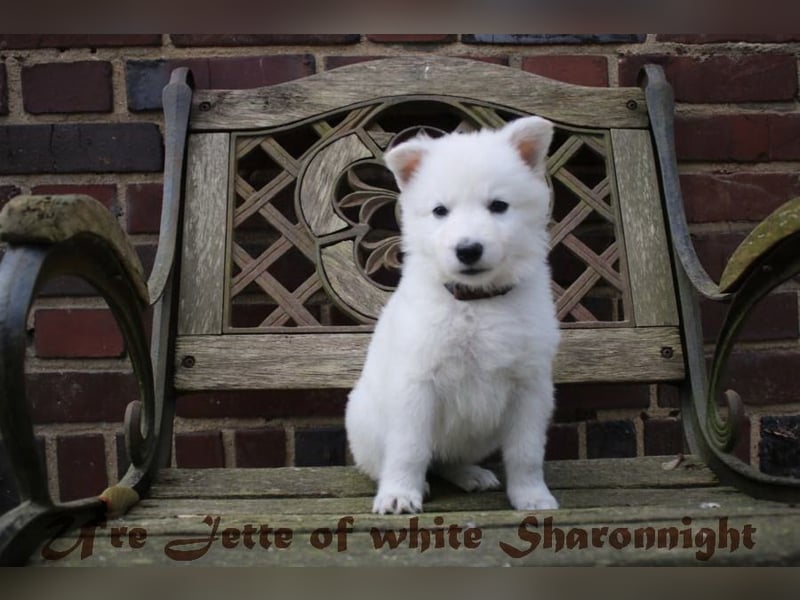 Weiße Schäferhunde of white Sharonnight