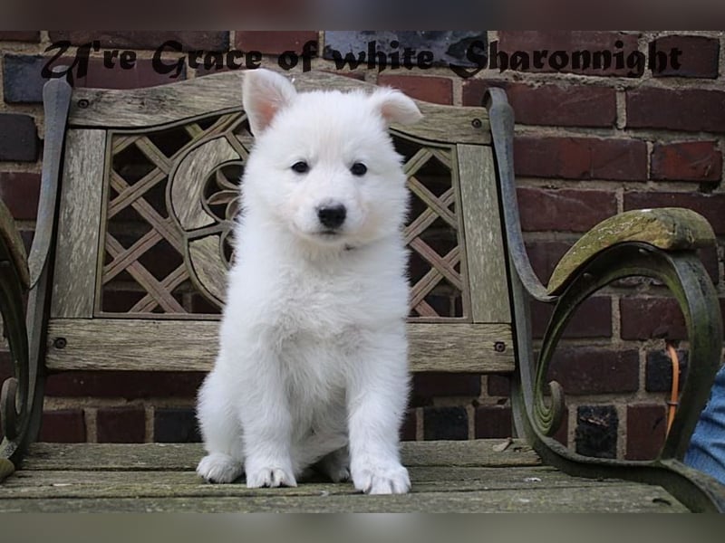 Weiße Schäferhunde of white Sharonnight