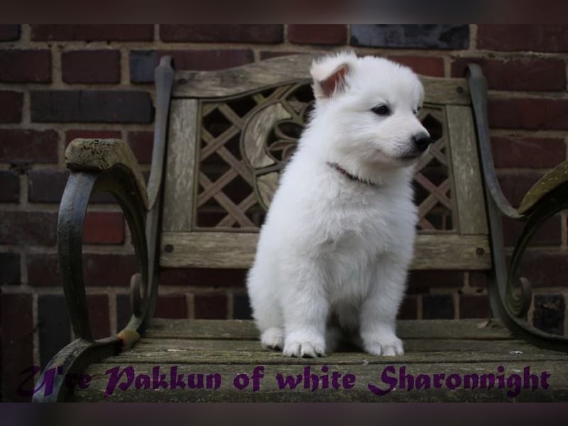 Weiße Schäferhunde of white Sharonnight