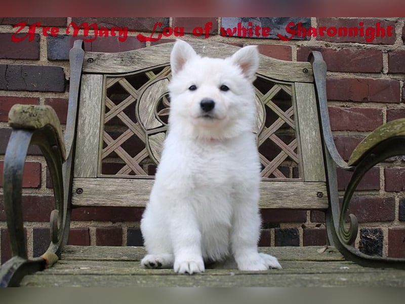 Weiße Schäferhunde of white Sharonnight