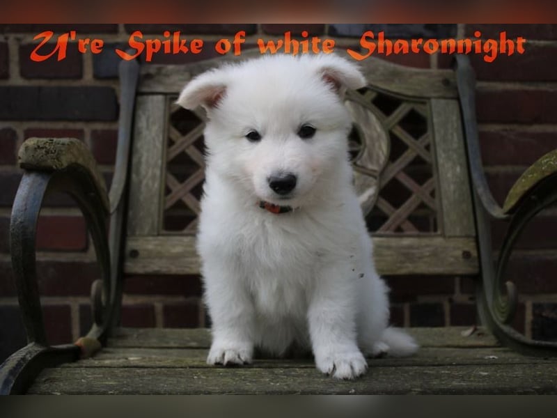 Weiße Schäferhunde of white Sharonnight