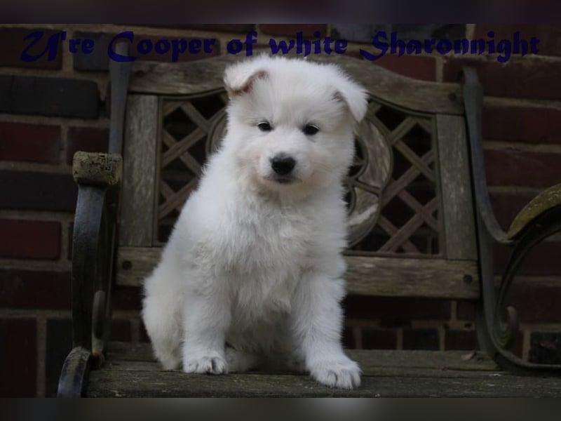 Weiße Schäferhunde of white Sharonnight