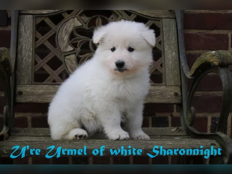 Weiße Schäferhunde of white Sharonnight