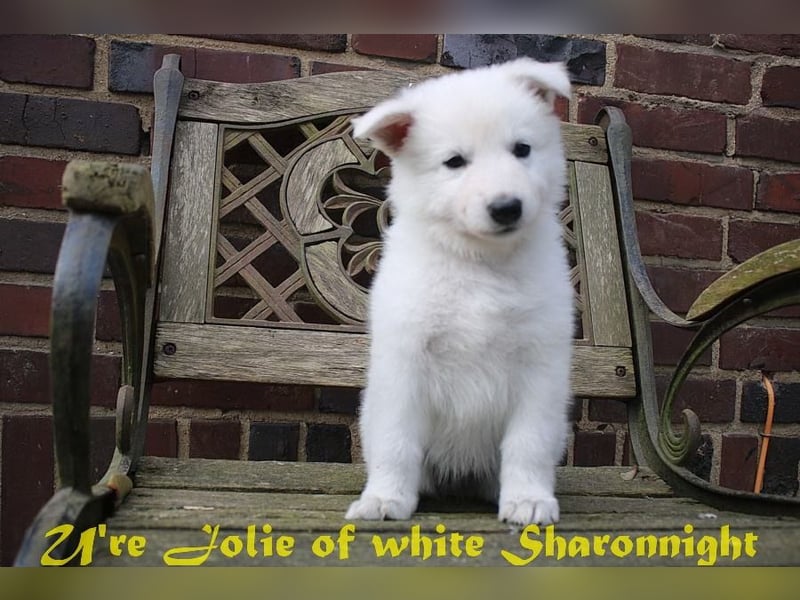 Weiße Schäferhunde of white Sharonnight