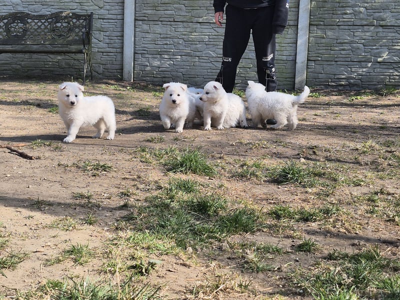 Weiße Schäferhunde of white Sharonnight