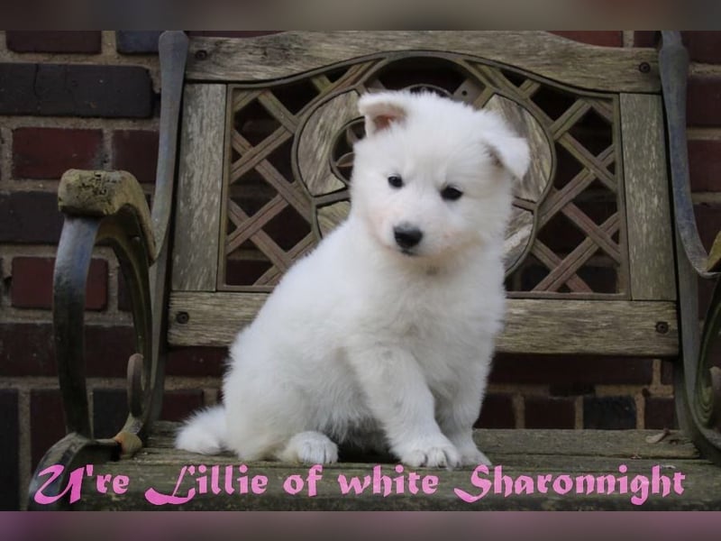 Weiße Schäferhunde of white Sharonnight