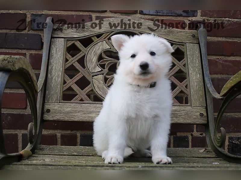 Weiße Schäferhunde of white Sharonnight