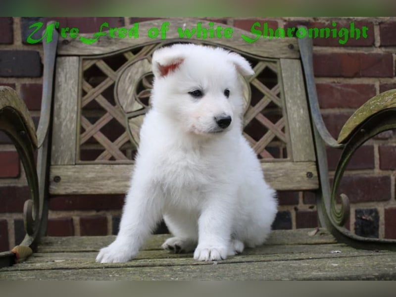 Weiße Schäferhunde of white Sharonnight