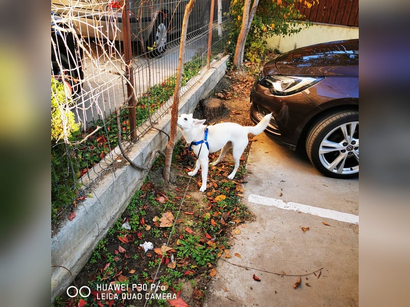 Nea 7 Monate alt,  Notfall