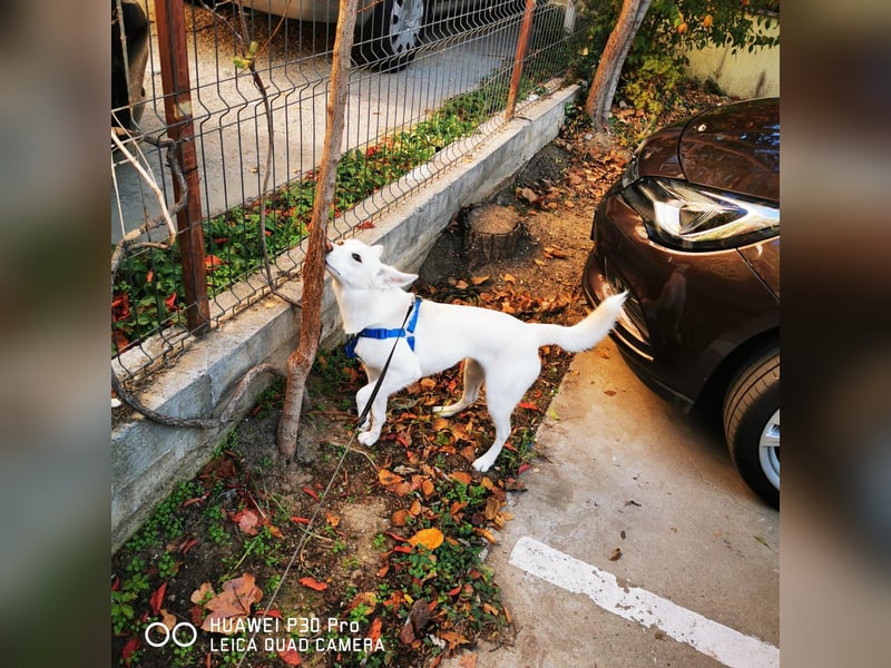 Nea 7 Monate alt,  Notfall