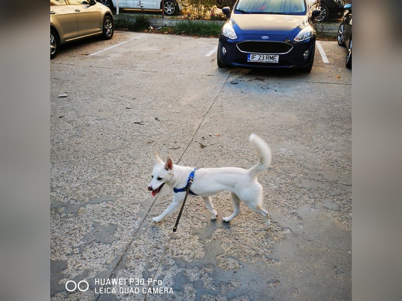 Nea 7 Monate alt,  Notfall