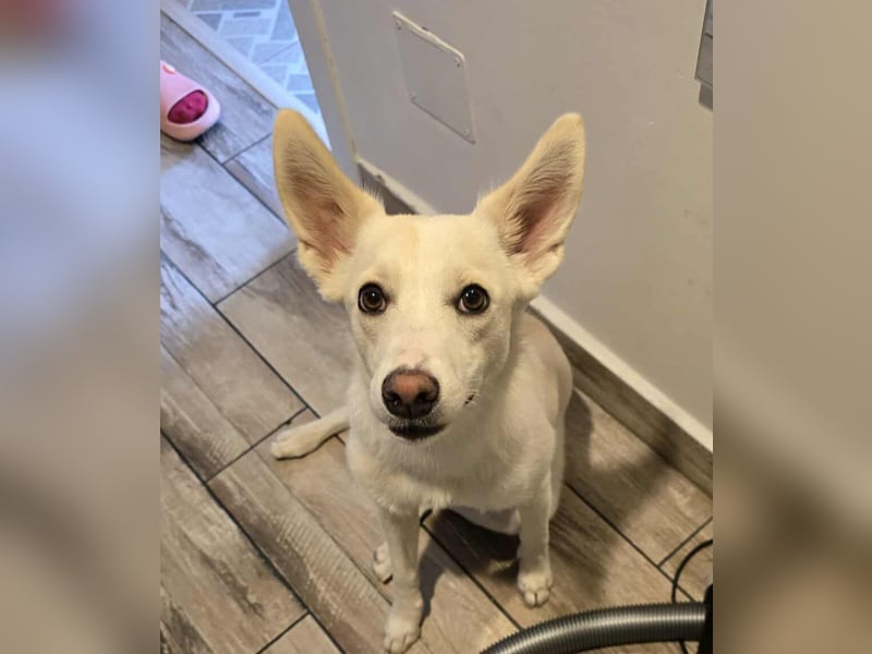 Nea 7 Monate alt,  Notfall