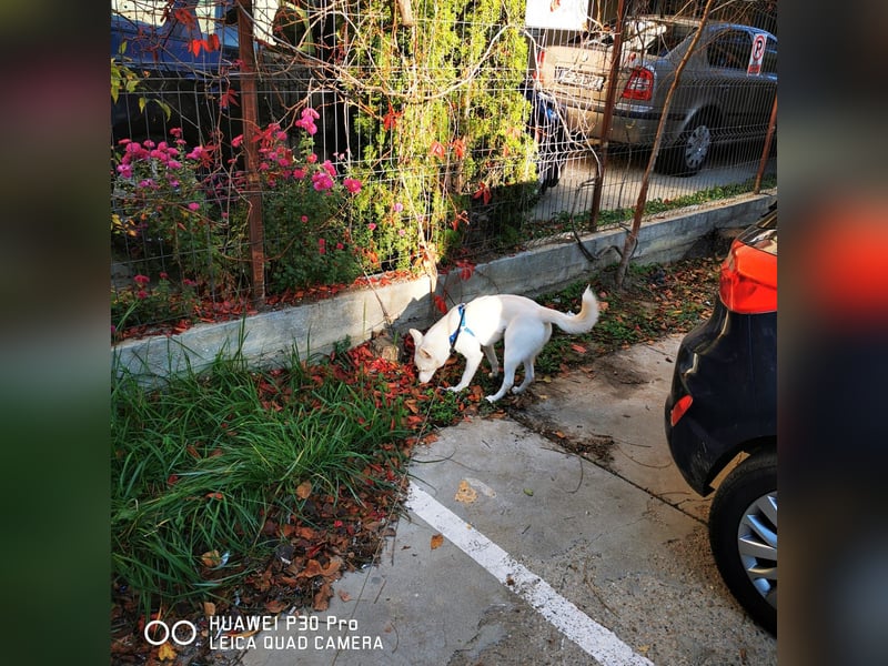 Nea 7 Monate alt,  Notfall