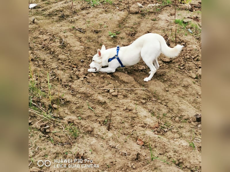 Nea 7 Monate alt,  Notfall