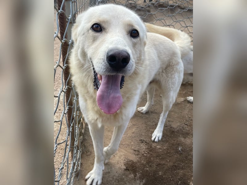 ALBUS - er möchte so gerne gefallen