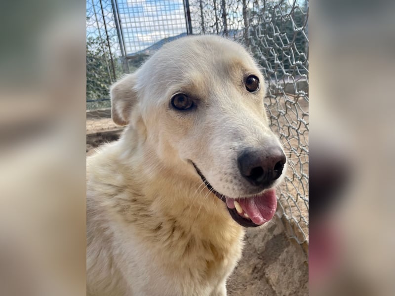 ALBUS - er möchte so gerne gefallen