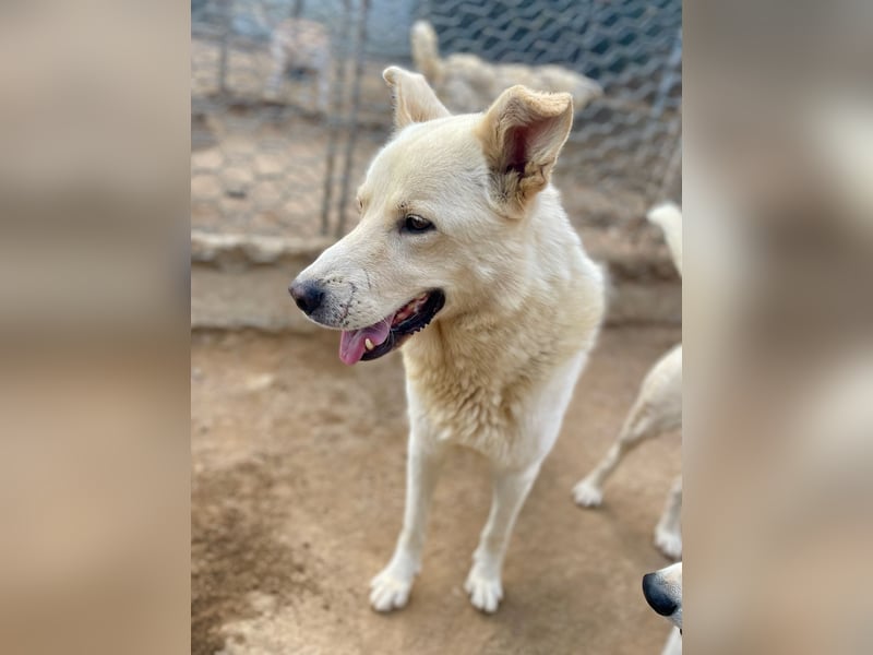 ALBUS - er möchte so gerne gefallen