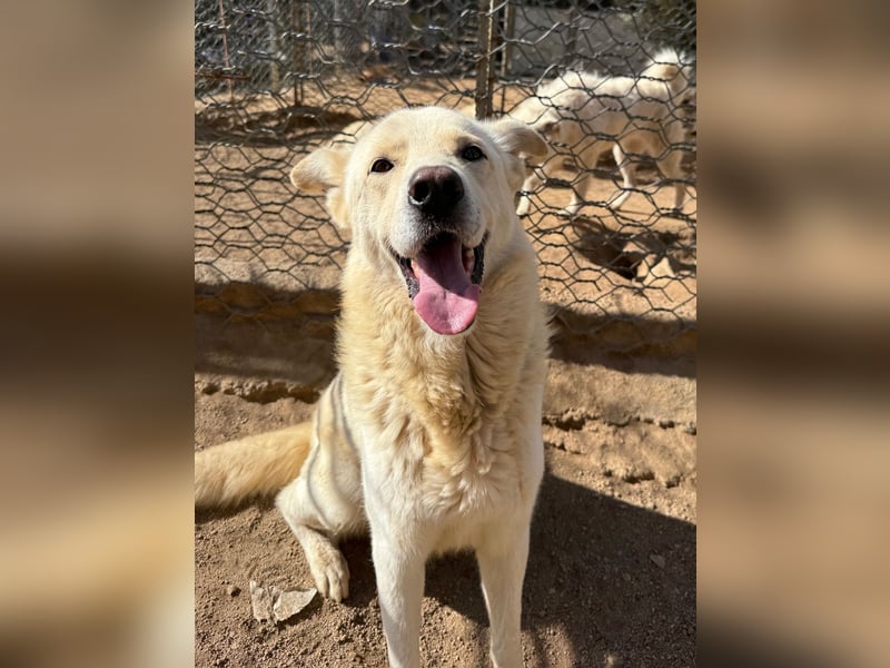 ALBUS - er möchte so gerne gefallen