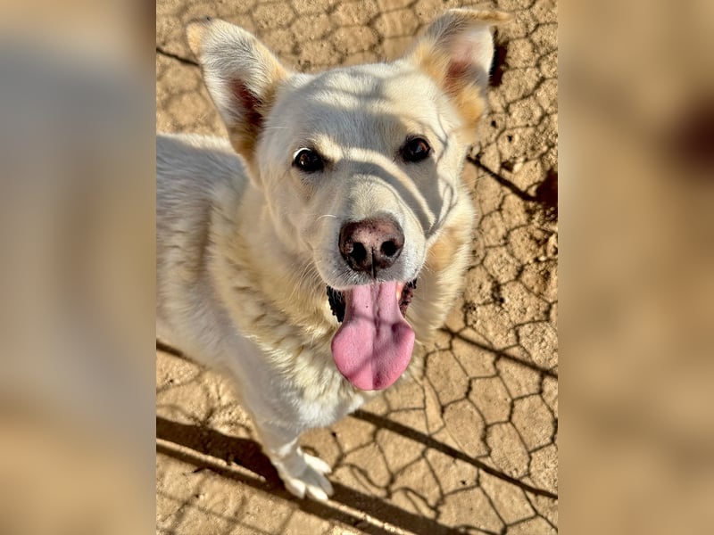 ALBUS - er möchte so gerne gefallen